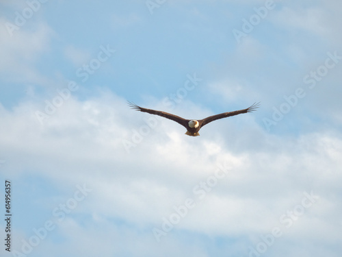 Bald Eagle Soars Through Sunny Blue Sky with Some Clouds