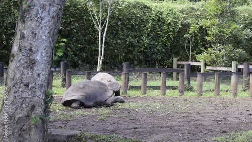 Giant Tortoise moving slowly on a muddy field