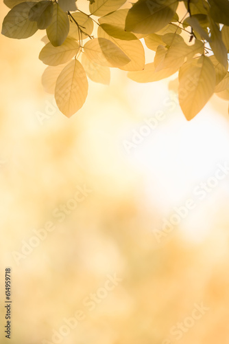 Nature of autumn leaf in garden at summer. Natural autumn leaves plants using as spring background cover page gold environment wallpaper