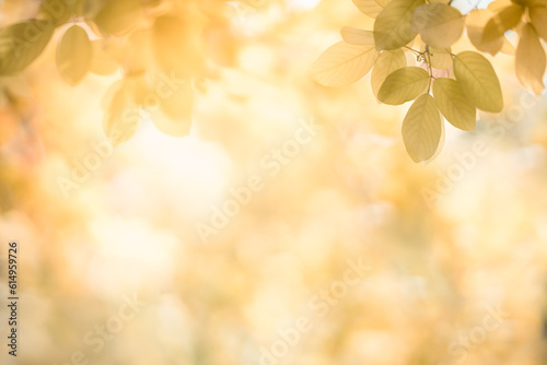 Nature of autumn leaf in garden at summer. Natural autumn leaves plants using as spring background cover page gold environment wallpaper