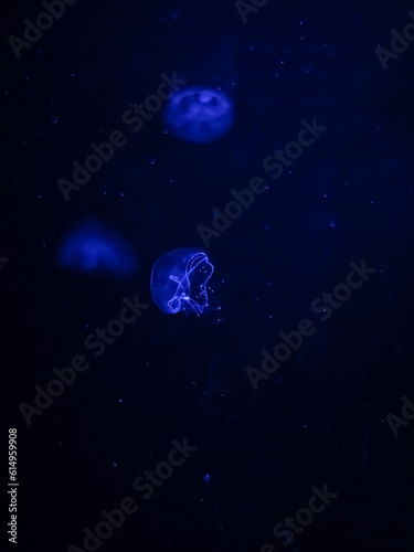 Jellyfish colorful in Chonburi, Thailand (Color from light source) The jellylike creatures pulse along on ocean currents.. 