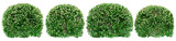 Round boxwood bushes or Green foliage on bushes of boxwood. Png transparency