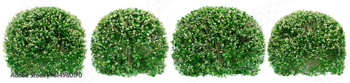 Round boxwood bushes or Green foliage on bushes of boxwood. Png transparency photo