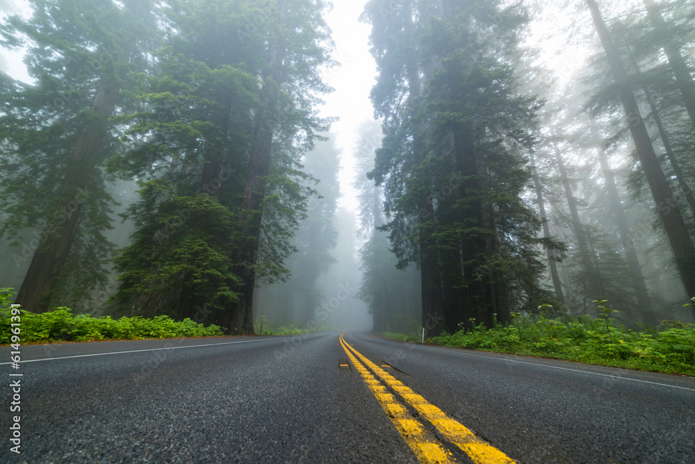 Fototapeta premium Scenic Road Through Redwoods