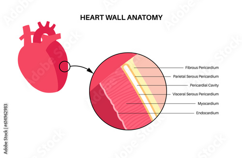 Heart wall anatomy