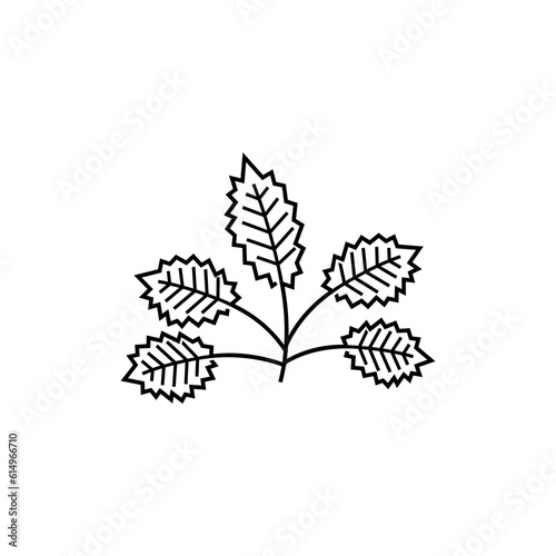 outline five leaves vector