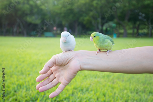 Pet birds in the hands of people outdoors in the park