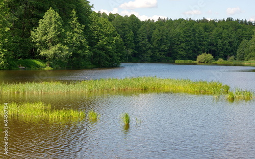 Sunlight on the grass of a forest lake on a June morning. Moscow region Russia