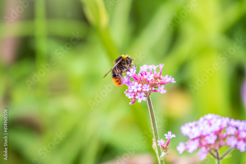 Bumble-bee sitting on Verbena purple flower in green garden