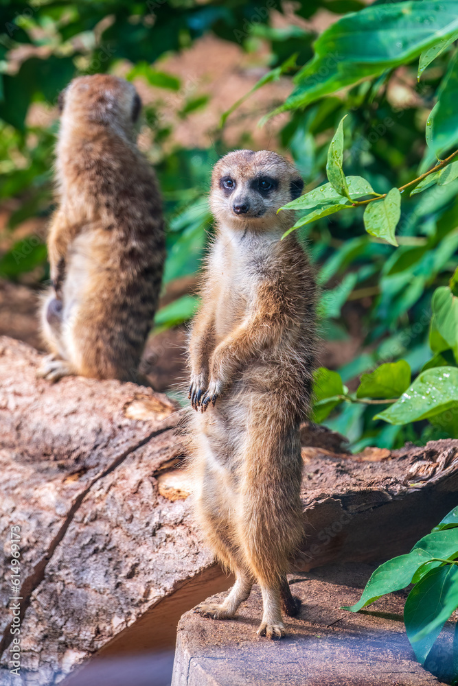 Fototapeta premium Two cute curious meerkats stand on their hind legs on a sandy hill and look away.