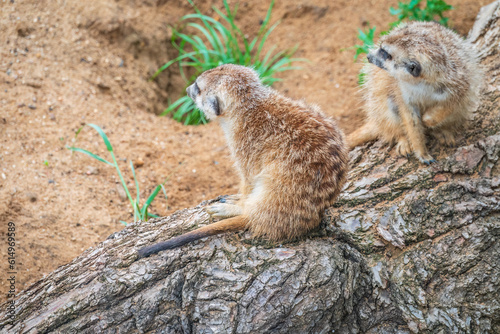 Meerkat  Suricata suricatta  on hind legs. Portrait of meerkat standing on hind legs with alert expression. Portrait of a funny meerkat sitting on its hind legs.