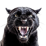 front view of ferocious looking black panther animal looking at the camera with mouth open isolated on a transparent background 