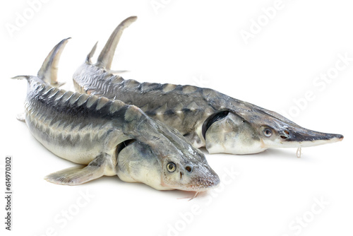 Print op canvas Fresh sturgeon fish isolated on white background