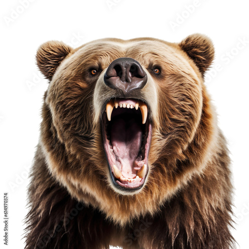front view of ferocious looking Kodiak Bear animal looking at the camera with mouth open isolated on a transparent background 