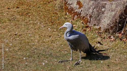 The Blue Crane, Grus paradisea, is an endangered bird specie endemic to Southern Africa. It is the national bird of South Africa photo