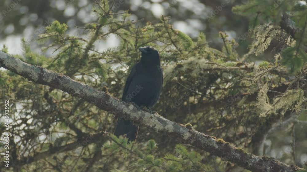 Wild Black Raven calling while sitting on a tree branch