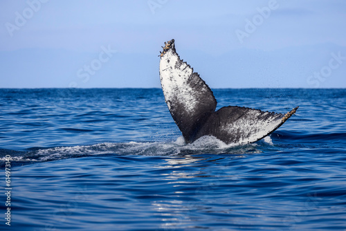 humpback fluke © FPLV