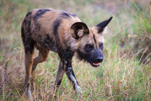African wild dog or painted dog captured in Botswana