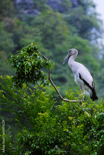 Stork Perched on a Branch
