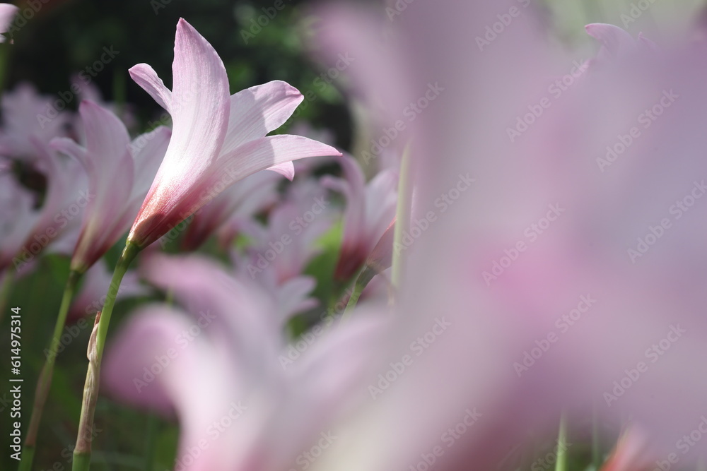 群生して咲くハブランサスの花(レインリリー) 群生して咲くハブランサスの花(レインリリー)