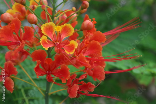 緑背景の赤いCaesalpinia pulcherrimaの花