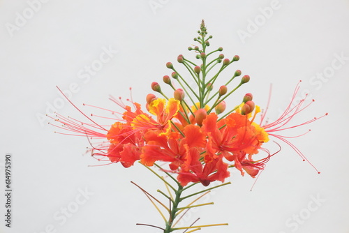 白背景の赤いオオゴチョウの花