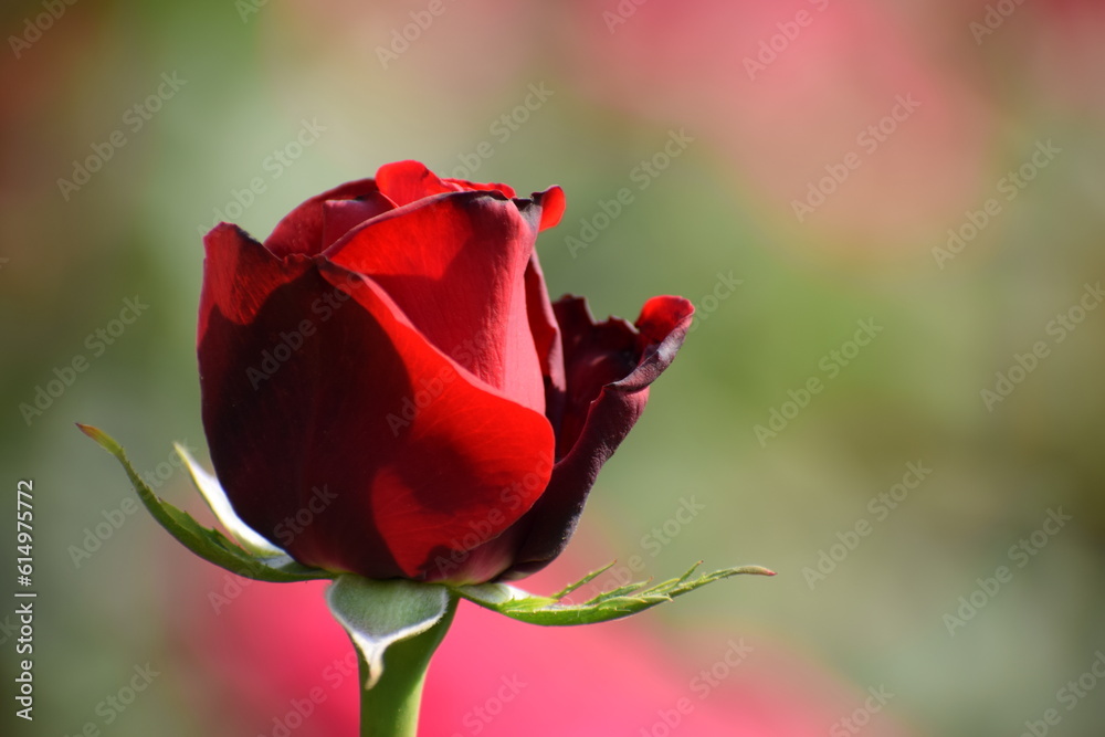 深紅の薔薇 深紅の薔薇