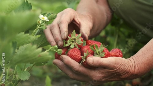 Senior woman hands full of fresh juicy strawberries collected in the garden. Close up shot of freshly picked ripe red strawberries among the green bushes