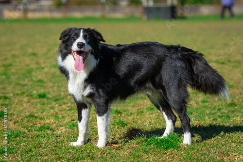 Portrait of a Border Collie © PicMedia