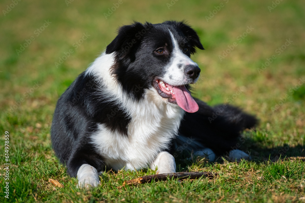 Fototapeta premium Portrait of a Border Collie