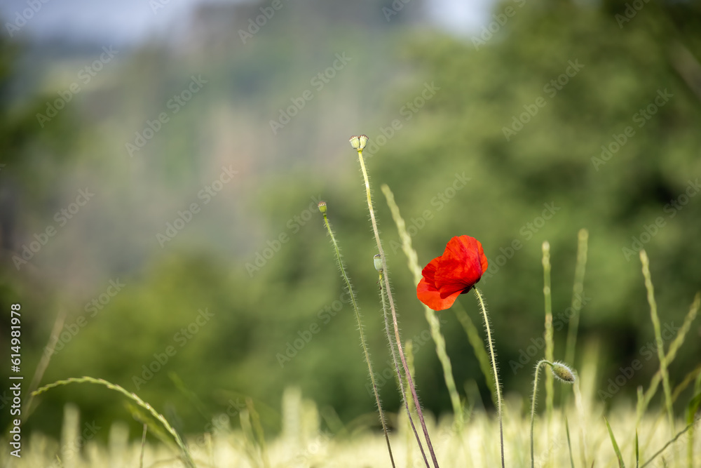Fototapeta premium Close-up shot of red poppy flower on blurred background