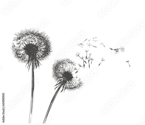 Dandelions  Flying Seeds of Dandelion Hand Drawn Illustration isolated