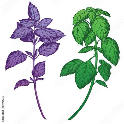 Purple and green basil isolated on white background. Color engraving technique illustration of basil spice. Used for packaging, recipes, textiles, paper, food packaging, kitchen decor.