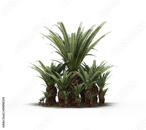group of trees with a shadow on the ground  isolated on a white background  trees in the forest  3D illustration  cg render