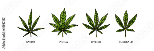 Cannabis indica, sativa, hybrid and ruderalis. Different types of weed. Realistic botanical vector illustration in sketch style. Hand drawn design element for packaging, labels, scientific articles