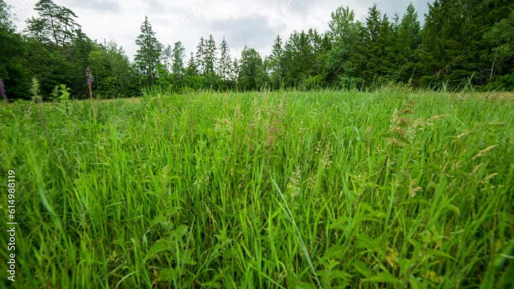 Cloudy sky over summer grassland and forest. Cloudy sky over summer grassland and forest.
