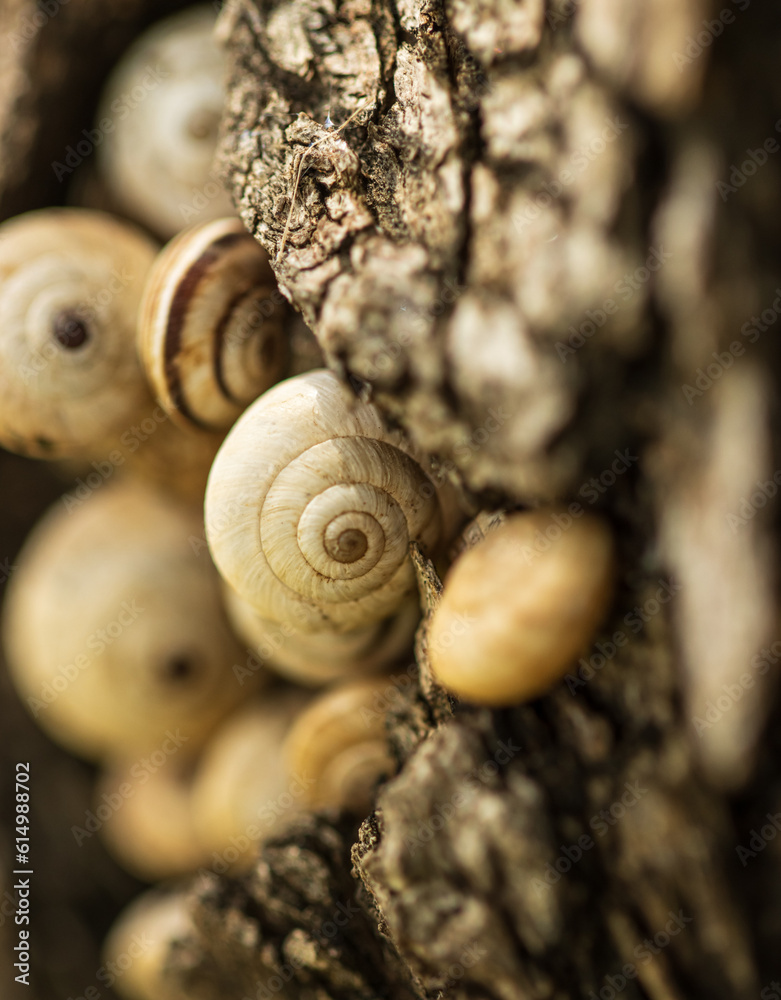 small shelled snails on the bark of a tree.