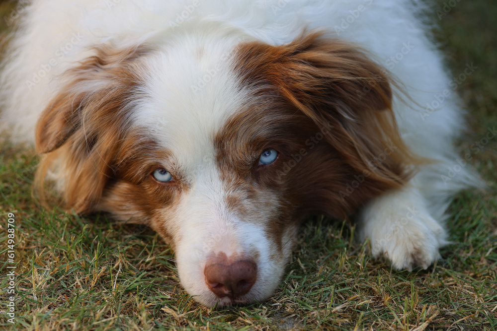 Portrait of an adorable brown and white merle Bordercollie male dog puppy with striking sky blue eyes, laying on the grass and looking cute towards the camera.