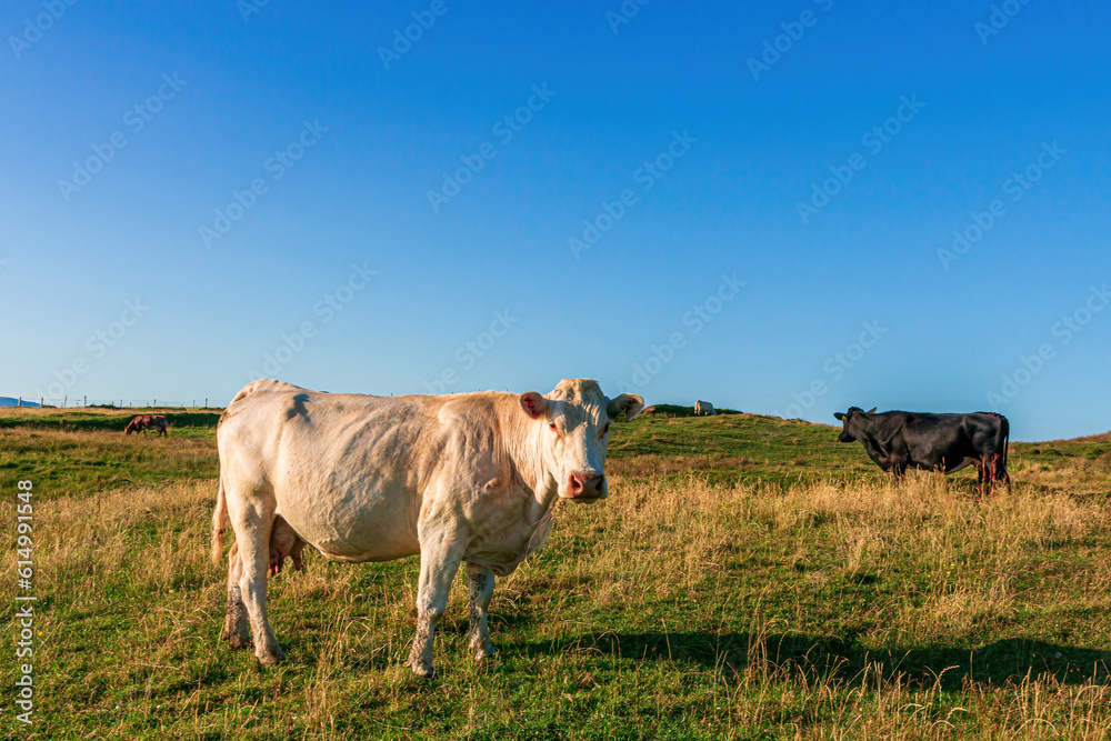 White cow staring into the camera with a black cow in the background on a grass