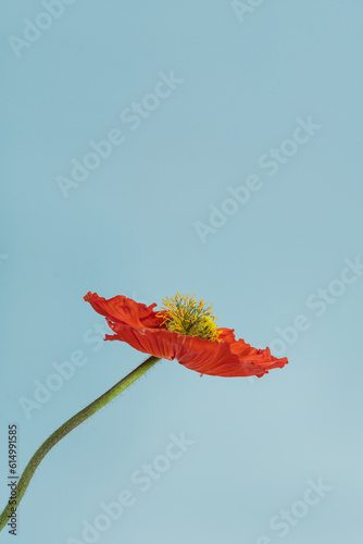 Fototapeta Naklejka Na Ścianę i Meble -  Elegant blue poppy flower on blue background. Aesthetic floral simplicity composition. Close up view flower