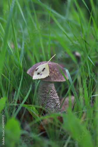 Mushroom during fall in a Forest Lane with Shallow Depth of Field