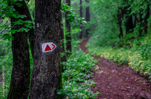 Wallpaper Mural Tourist path sign on tree in green forest in spring Torontodigital.ca