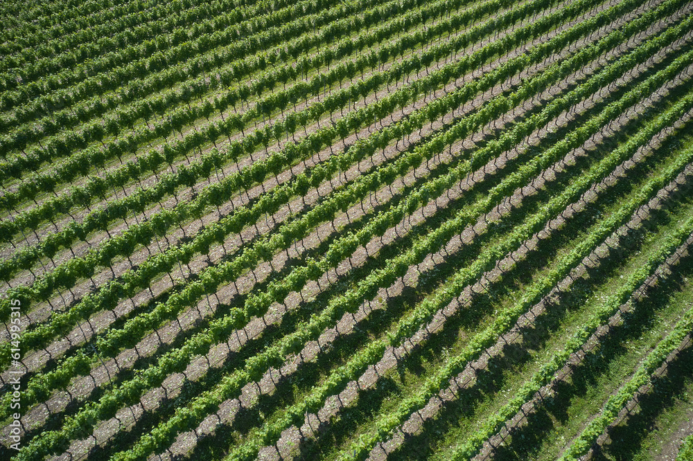 Vineyards in Italy. Vineyard plantation aerial view. Green rows of vineyards top view. Plantation vineyard top view diagonal.