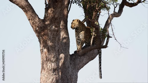 a leopard in a big leadwood tree photo