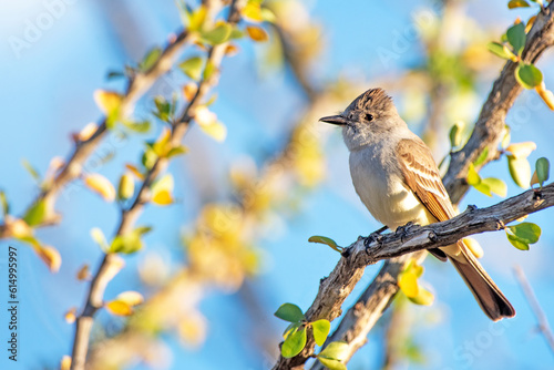 Ash-throated flycatcher (Myiarchus cinerascens)