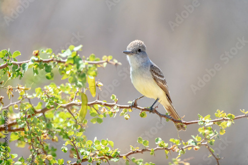 Ash-throated flycatcher (Myiarchus cinerascens)