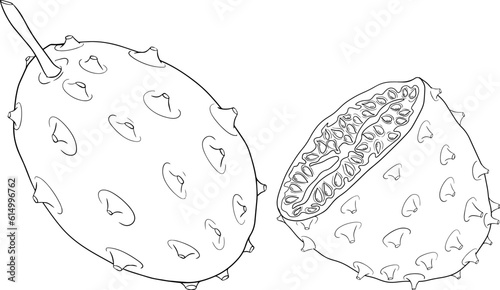 Kiwano fruits, cucumis metulifer, horned melon. Vector hand drawn, line, coloring pages illustration on white background.