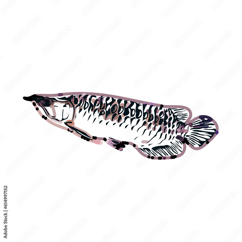 Arowana fish color sketch with transparent background Arowana fish color sketch with transparent background