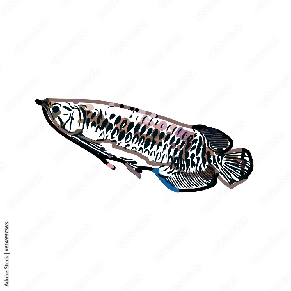 Arowana fish color sketch with transparent background Arowana fish color sketch with transparent background