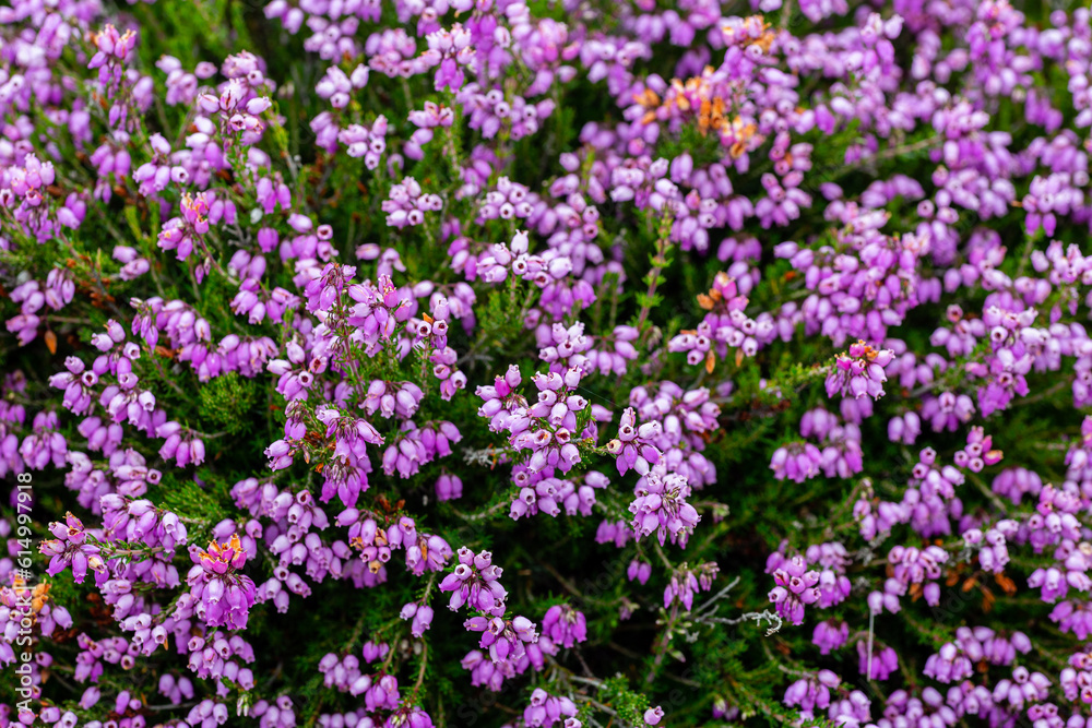 Erica cinerea. Bell heather in flower. Erica cinerea. Bell heather in flower.